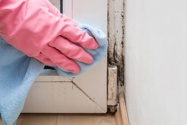 Why You Should Choose Our Mold Remediation Services in Breckenridge Hills, MO